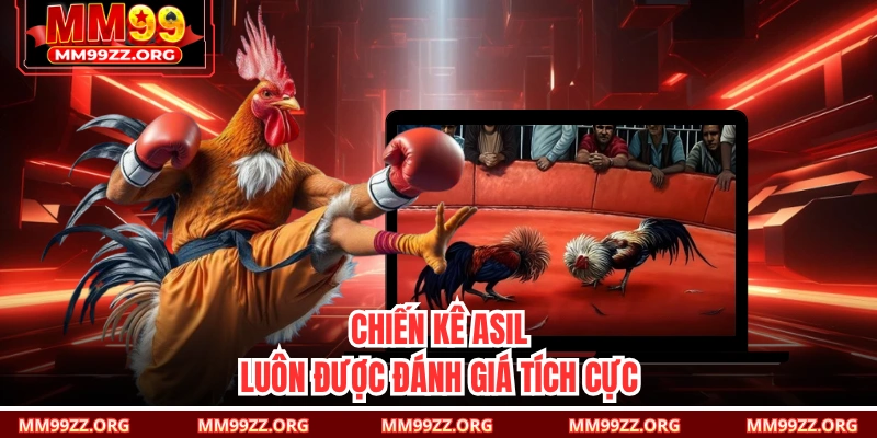 Chiến kê Asil luôn được đánh giá tích cực