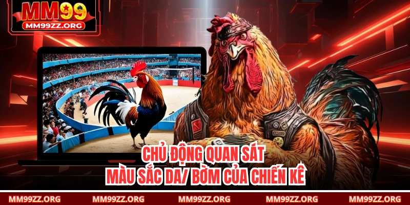 Chủ động quan sát màu sắc da/ bờm của chiến kê