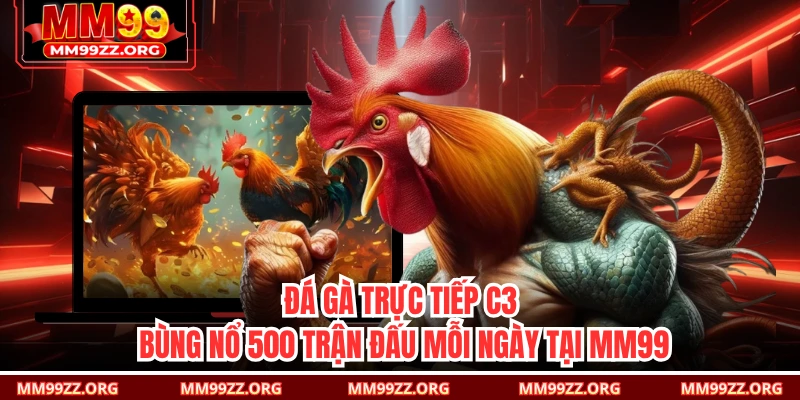 Đá Gà Trực Tiếp C3 - Bùng Nổ 500 Trận Đấu Mỗi Ngày Tại MM99